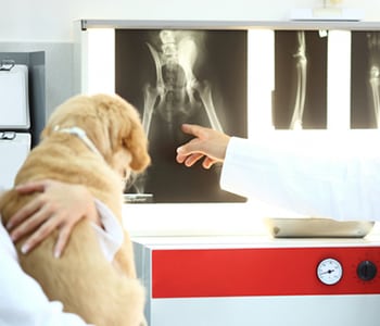 Vets looking at x-ray of dog's skeleton. Rear view of mid 30's male and female vet doctors examining X ray of a limb ( broken dog paw).The man is pointing at certaing thing of this dog's paw while female colleague is holding furry patient.Both wearing white labcoats.