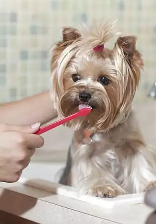 Dog having her teeth brushed