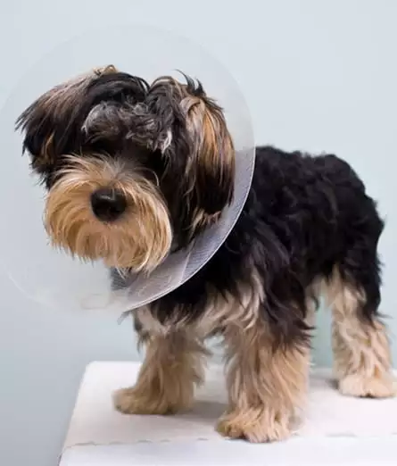 Dog Surgery in Branson, MO