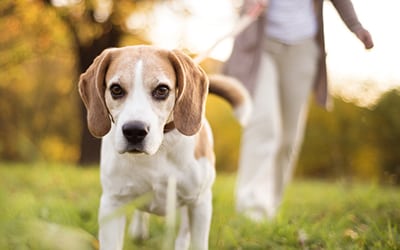 Dog walk Senior woman walking her beagle dog in countryside