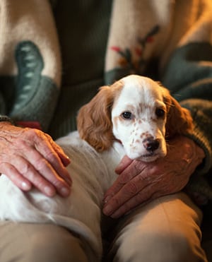 English Setter as therapy dog on a senior woman's lap. English Setter serving as therapy dog on a senior woman's lap, Norway