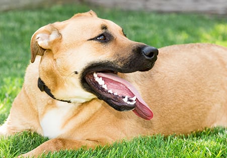 Dog Teeth Cleaning in Branson, MO