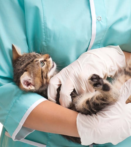 Veterinarian holding a kitten