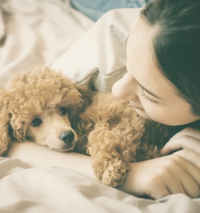 Young woman is lying and sleeping with poodle dog in bed. Young woman is lying and sleeping with poodle dog in bed.