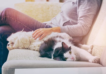 Woman with her pets Woman sitting on sofa in living room with her pets little dog and cat