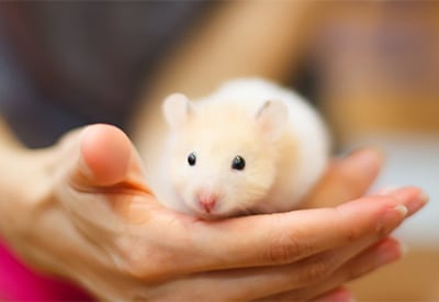 Person holding a hamster