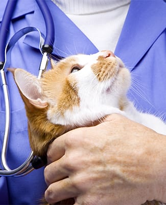About Shepherd of the Hills Veterinary Clinic in Branson, MO