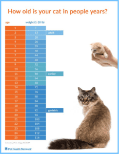 cat age in people years