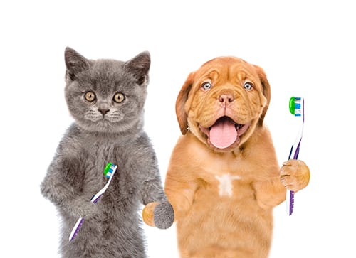 dog-and-cat-teeth-brush