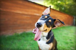 dog teeth cleaning in branson, mo