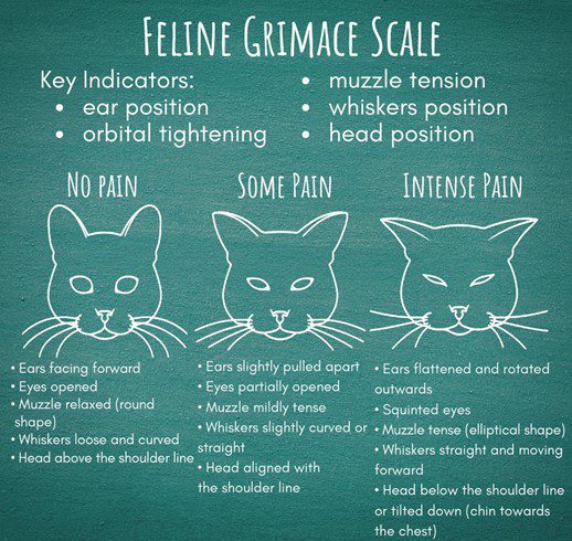 Feline Grimace Scale