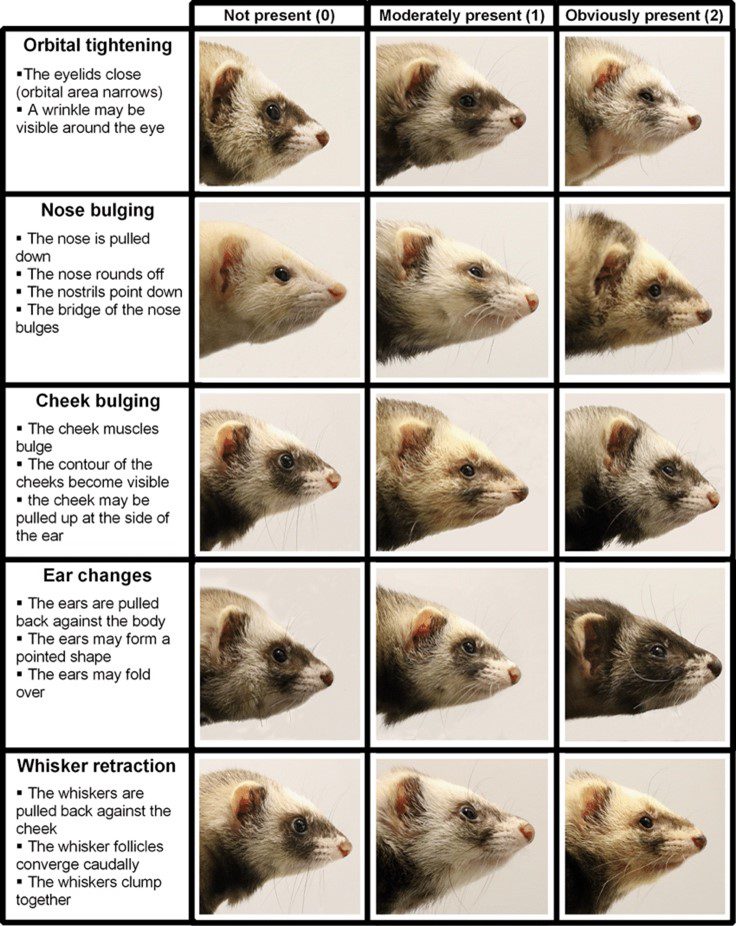 Ferret signs of pain