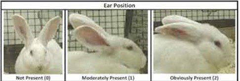 Cat Ear Position
