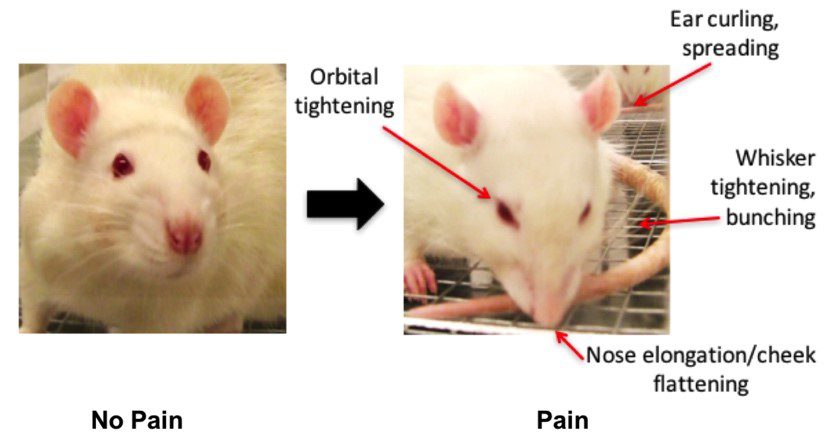 Rodent pain comparison