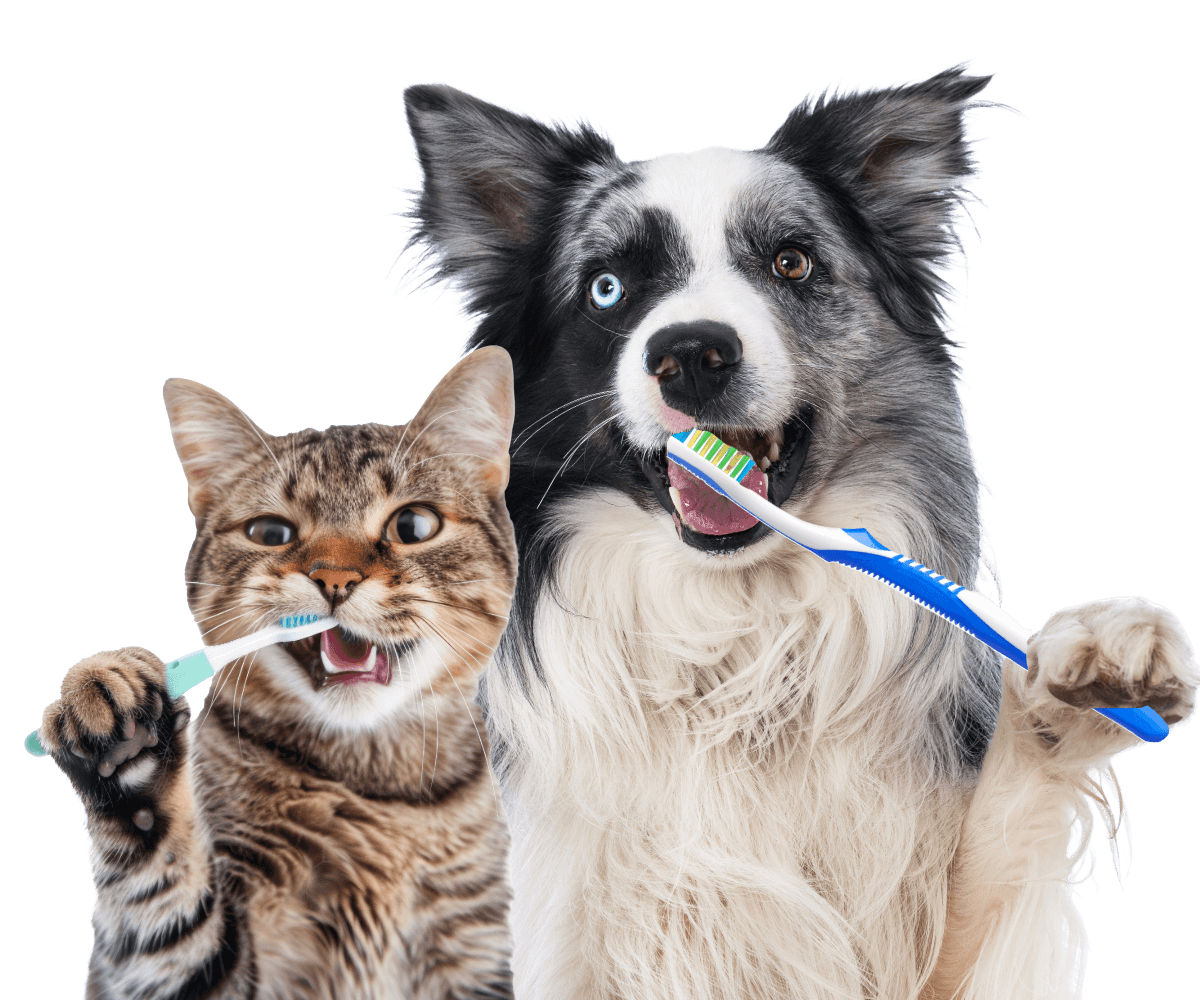 Dental cat and dog brushing teeth