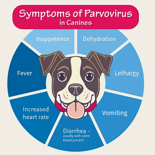 diagram listing the symptoms of parvovirus in pets