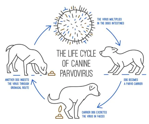 a chart showing the lifecycle of parvovirus in dogs