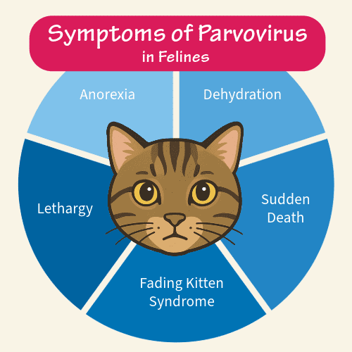 diagram listing the symptoms of parvovirus in felines