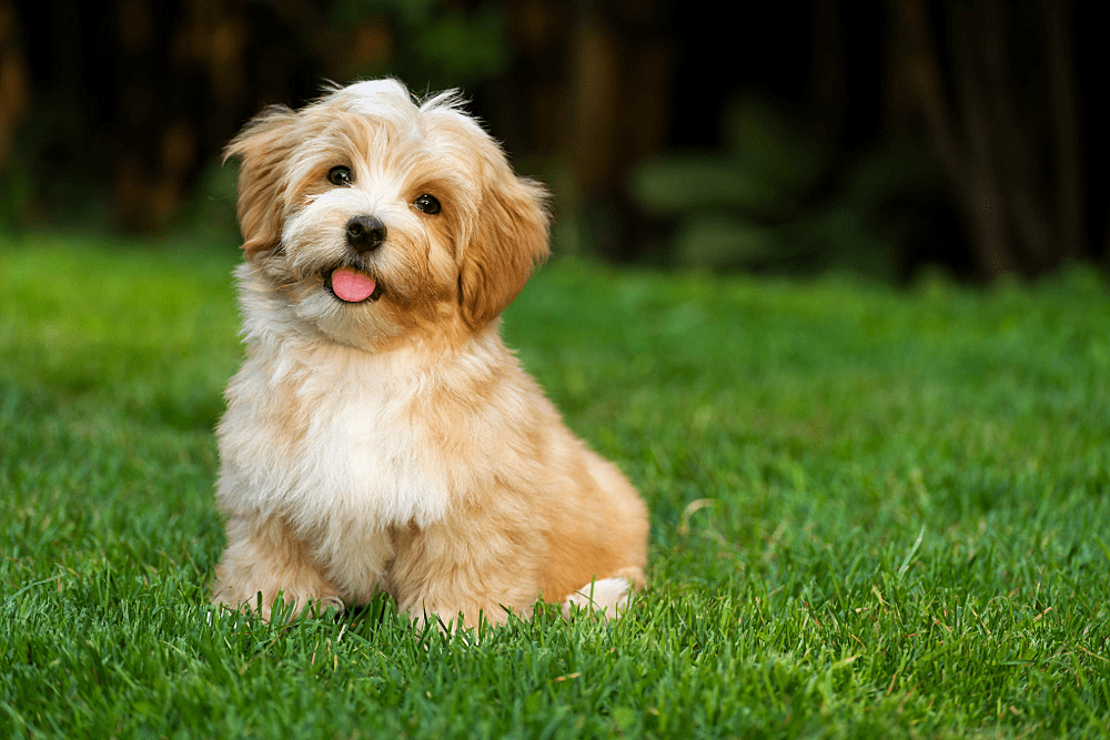 small brown and white dog sitting in the grass